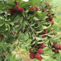 Myrica rubra seeds 1kg