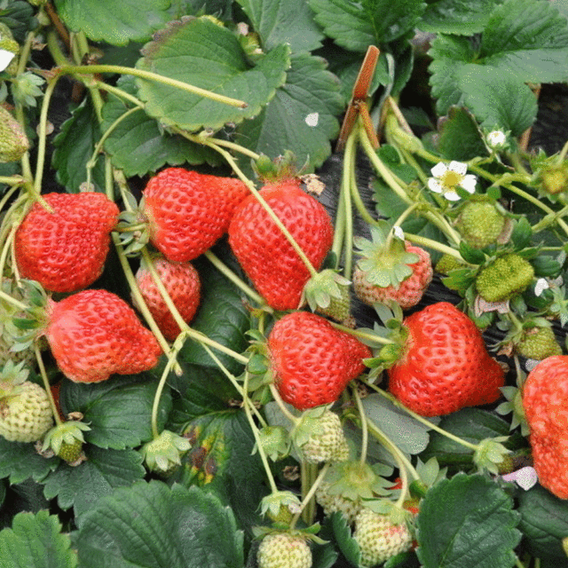 strawberry seeds 1kg