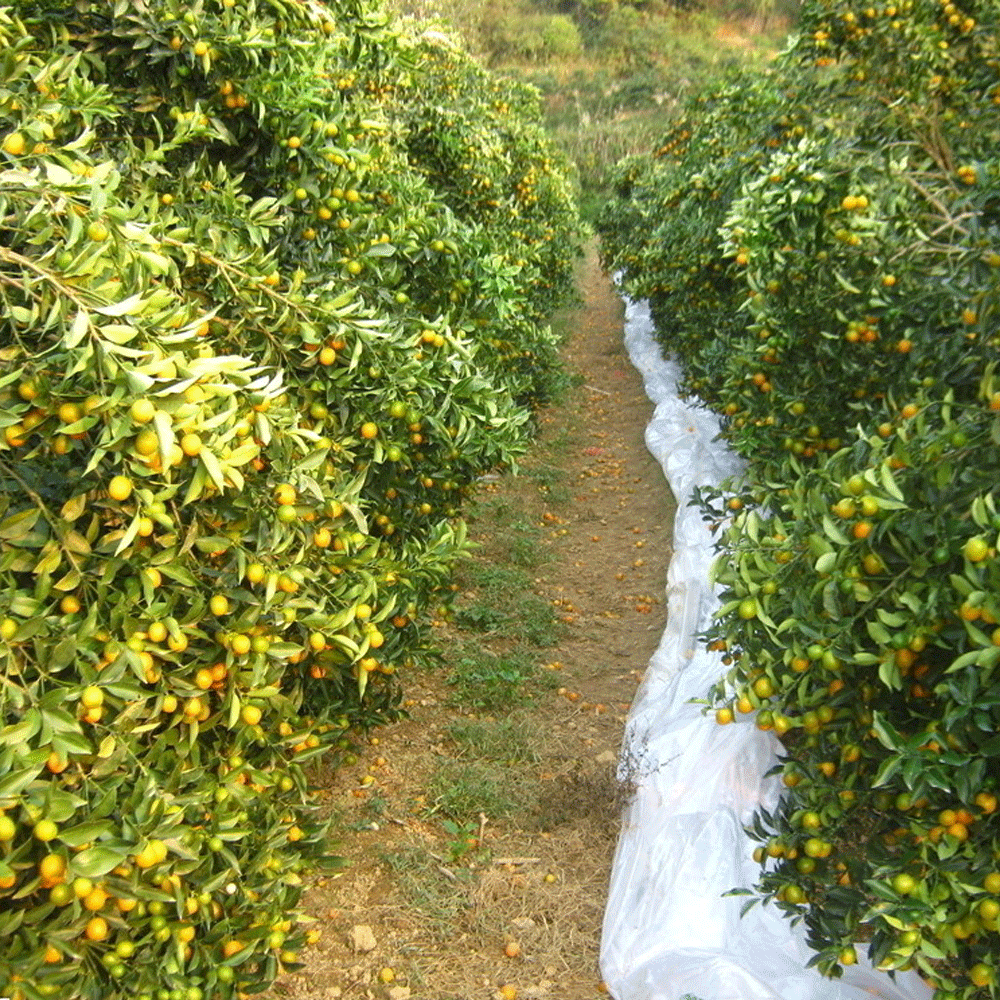 Kumquat seeds 1kg