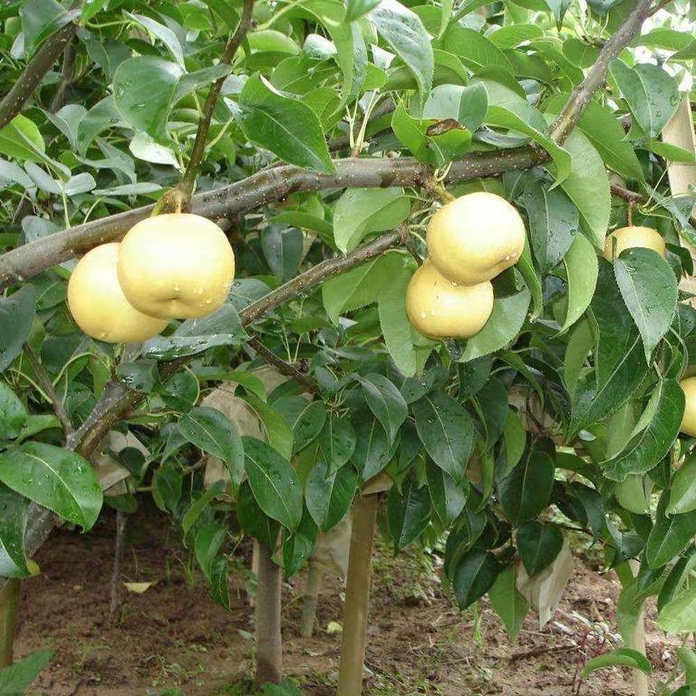 pear seeds