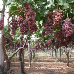 grape seeds 1kg