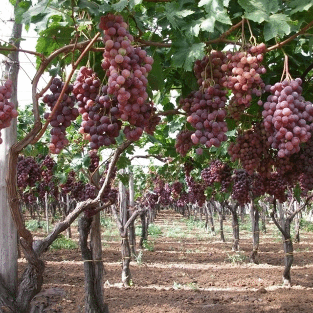 grape seeds 1kg