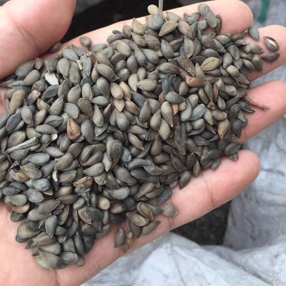 apple seeds 1kg