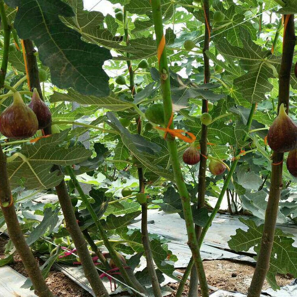 Fig seeds 1kg