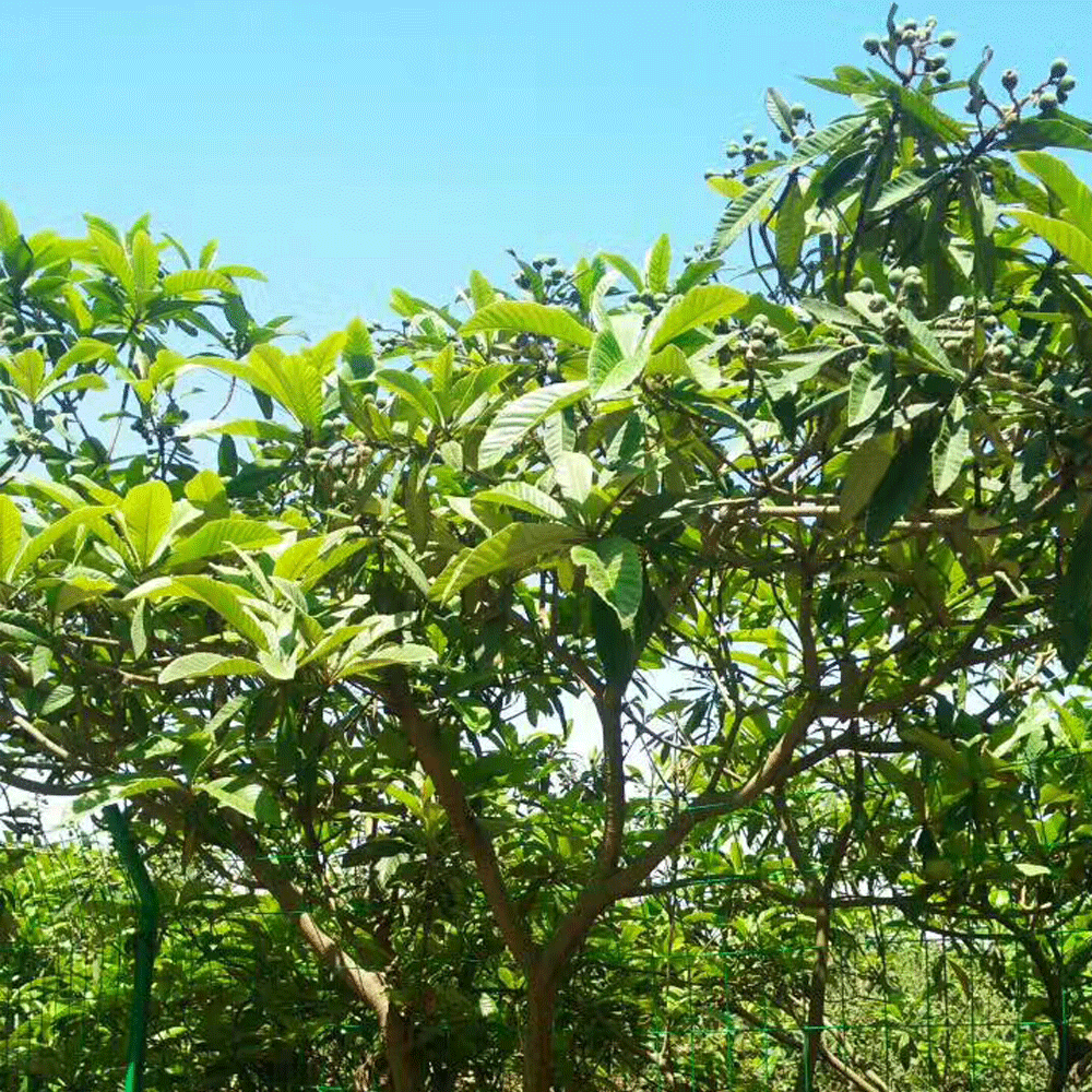 loquat seeds