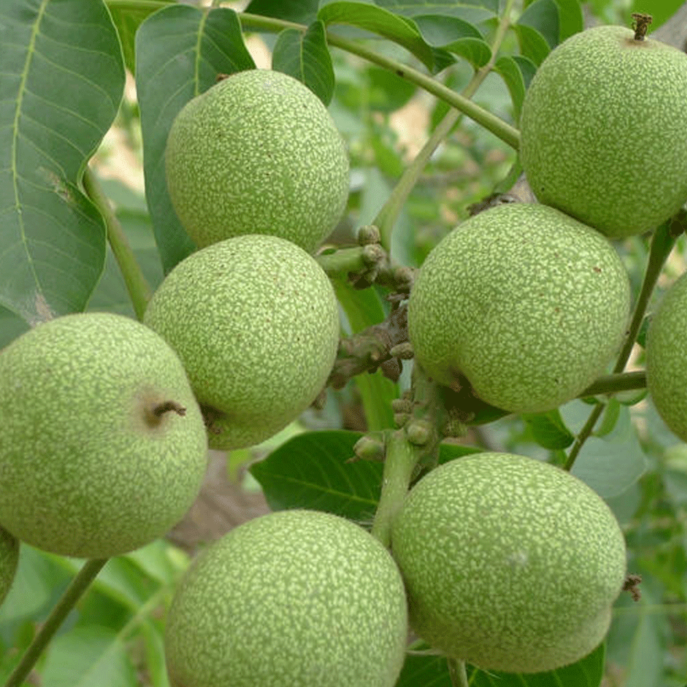 walnut seeds 1kg