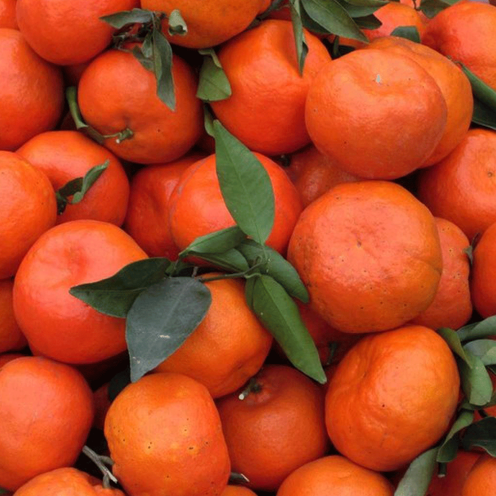 Tangerine seeds 1kg