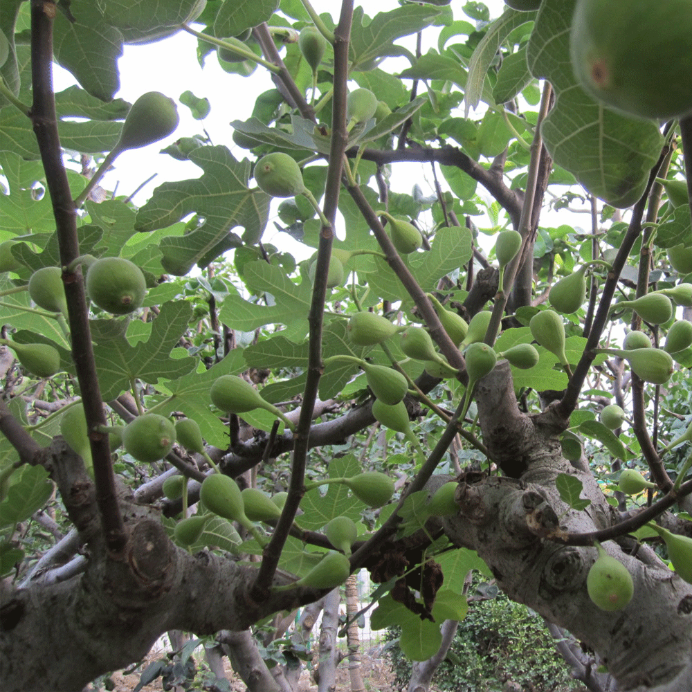 Fig seeds 1kg