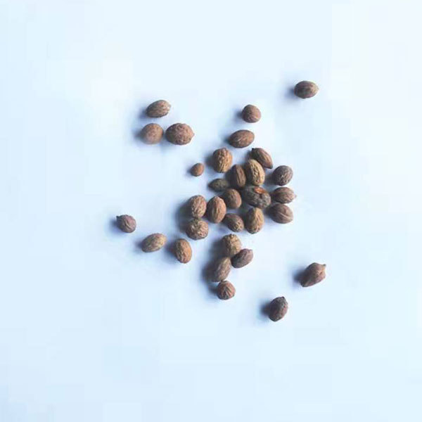 Chinese date seeds 1kg