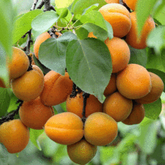 apricot seeds
