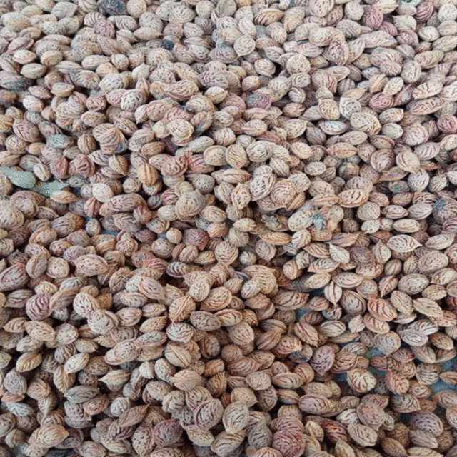 peach seeds 1kg