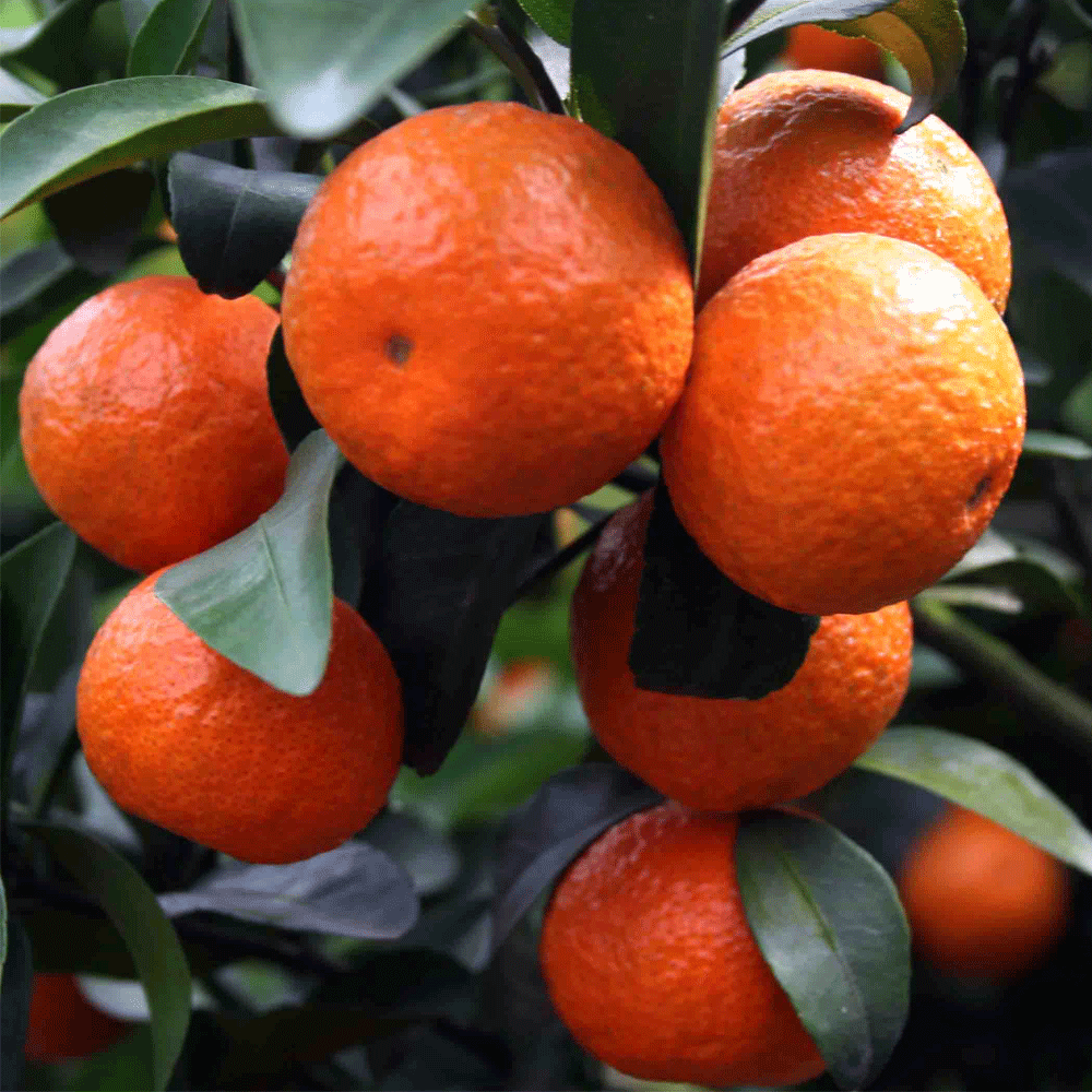 Tangerine seeds 1kg