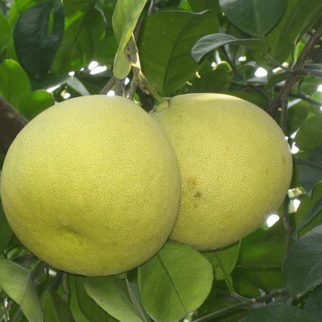 Grapefruit seeds 1kg