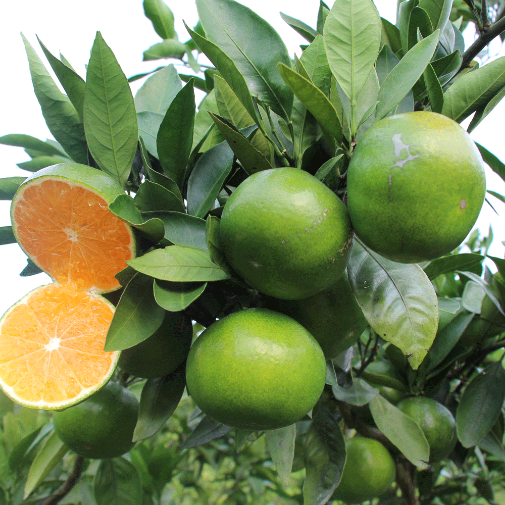 citrus seeds