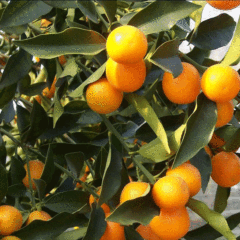 Kumquat seeds 1kg