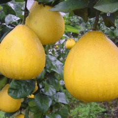 Grapefruit seeds 1kg