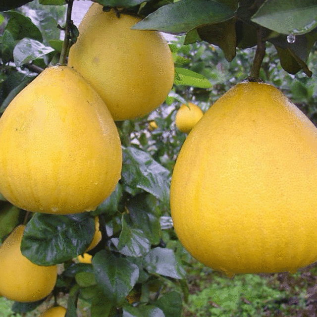 Grapefruit seeds 1kg