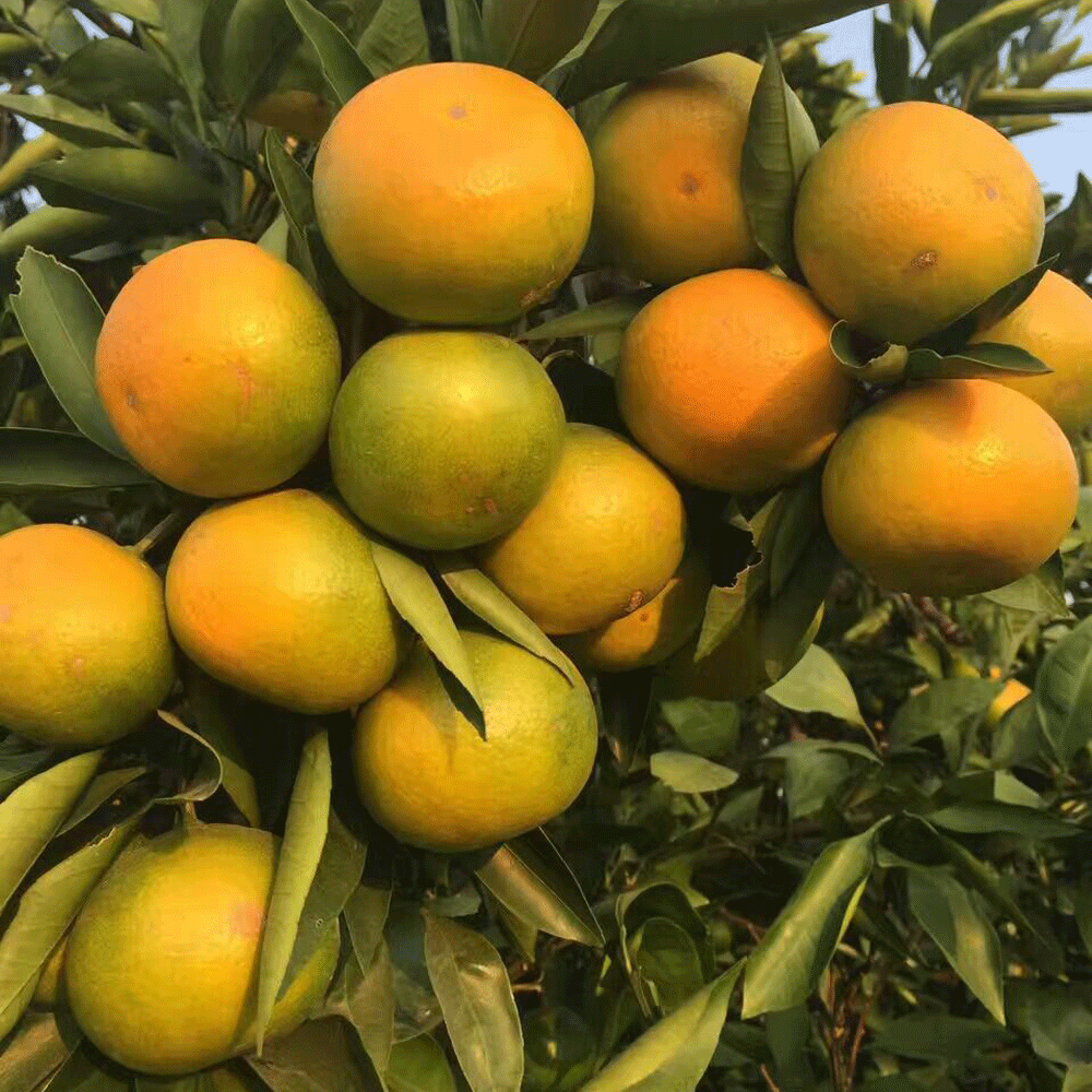 citrus seeds