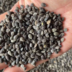 purple passion fruit seds 1kg