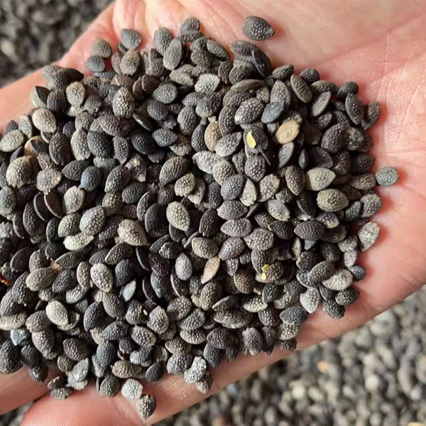 purple passion fruit seds 1kg