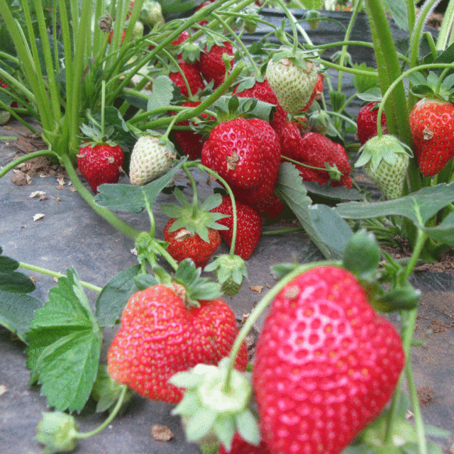 strawberry seeds 1kg