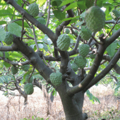 Custard apple seeds