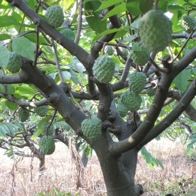 Custard apple seeds