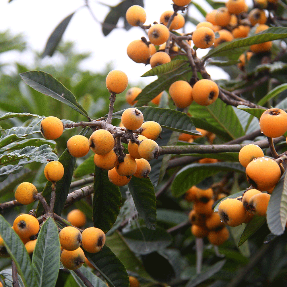 loquat seeds