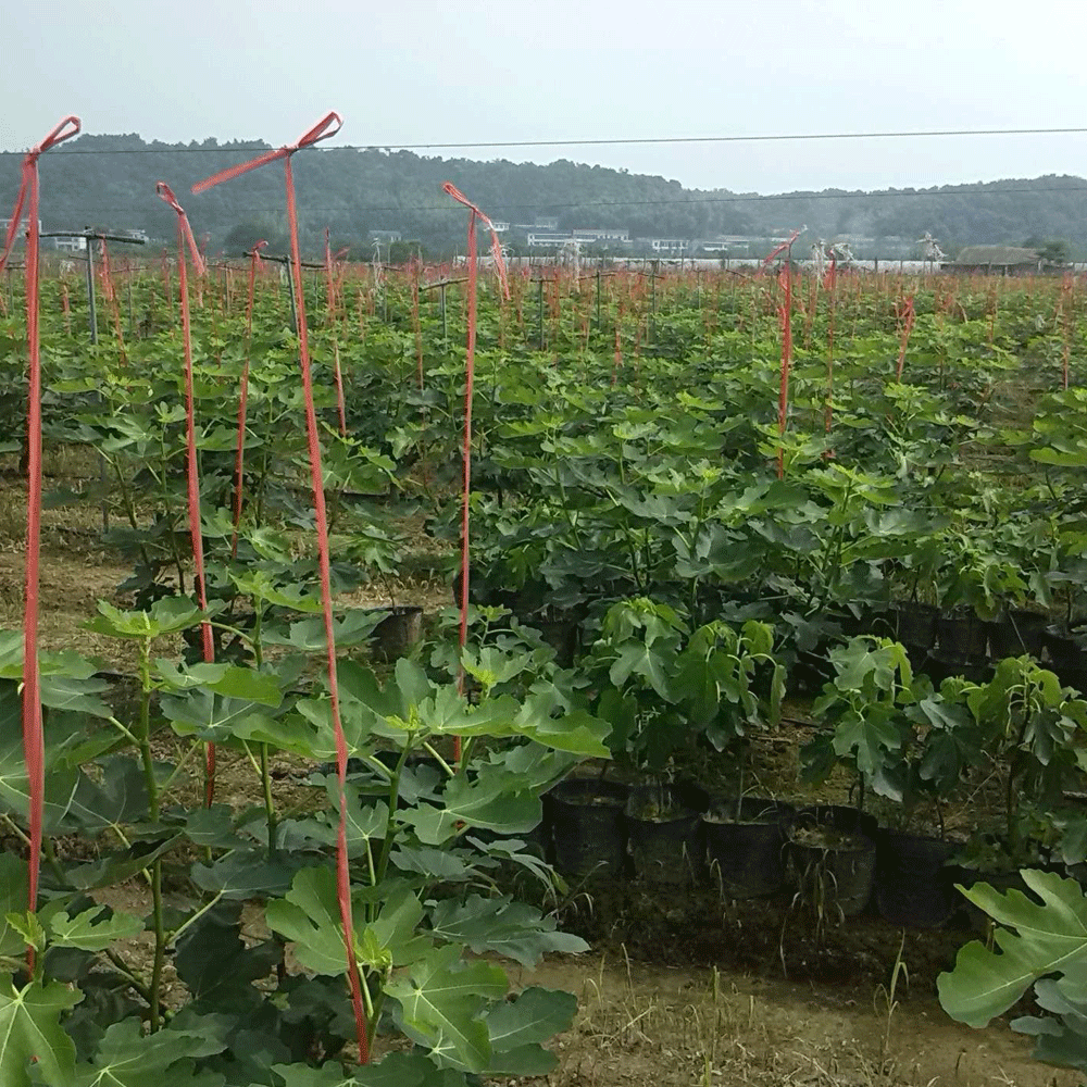 Fig seeds 1kg