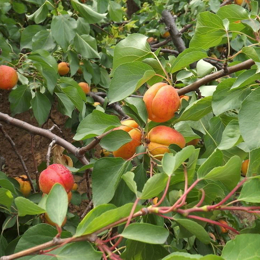 apricot seeds