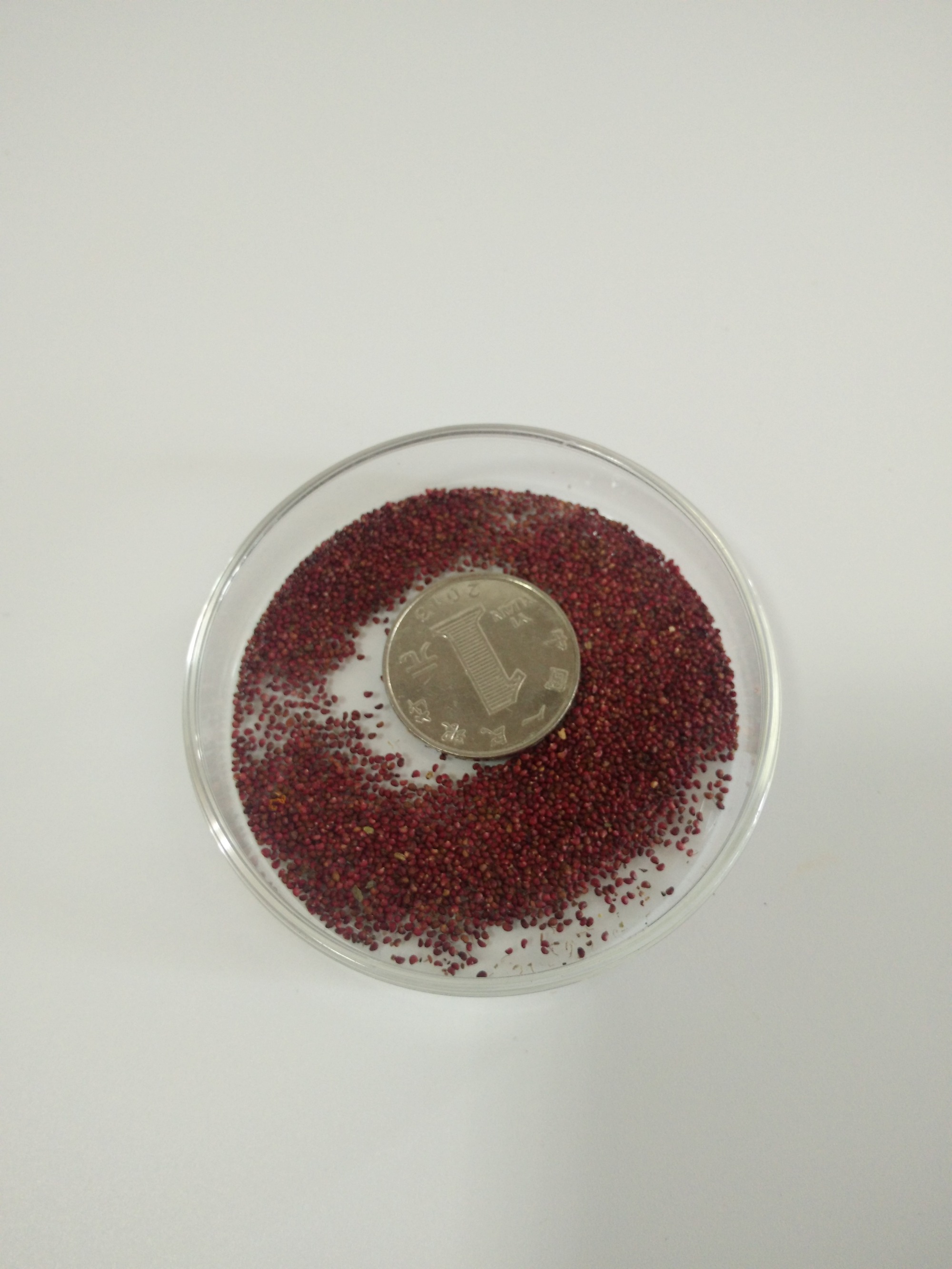 strawberry seeds 1kg