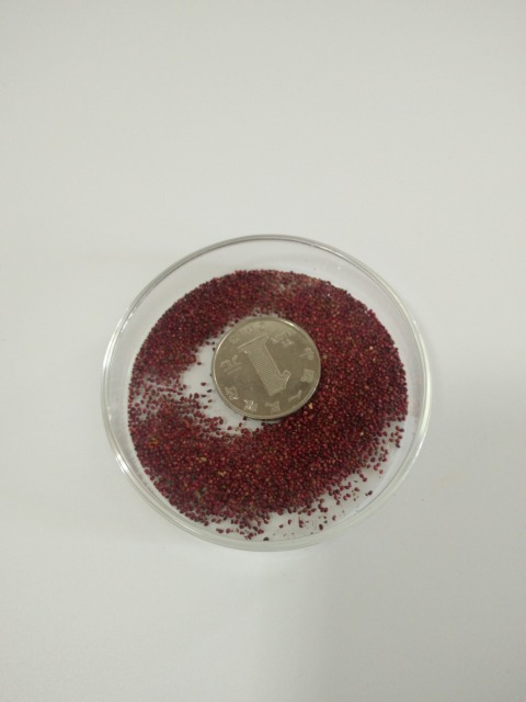 strawberry seeds 1kg