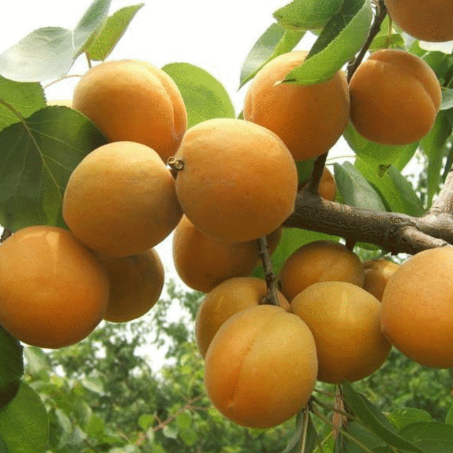 apricot seeds