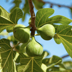 Fig seeds 1kg