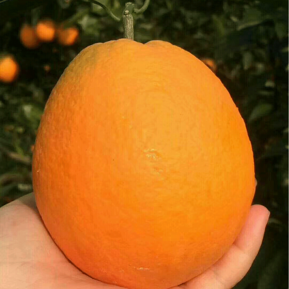 Orango seeds 1kg