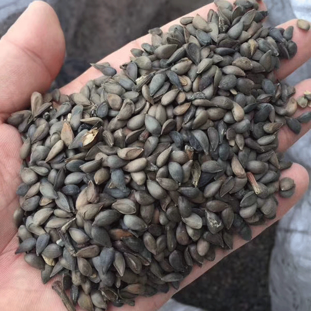 apple seeds 1kg