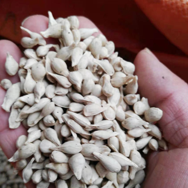 Tangerine seeds 1kg