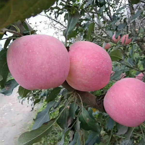 apple seeds 1kg
