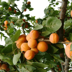 apricot seeds