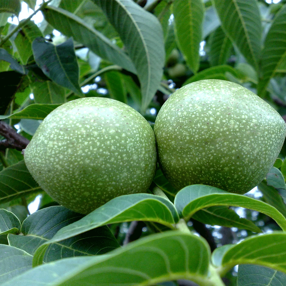 walnut seeds 1kg