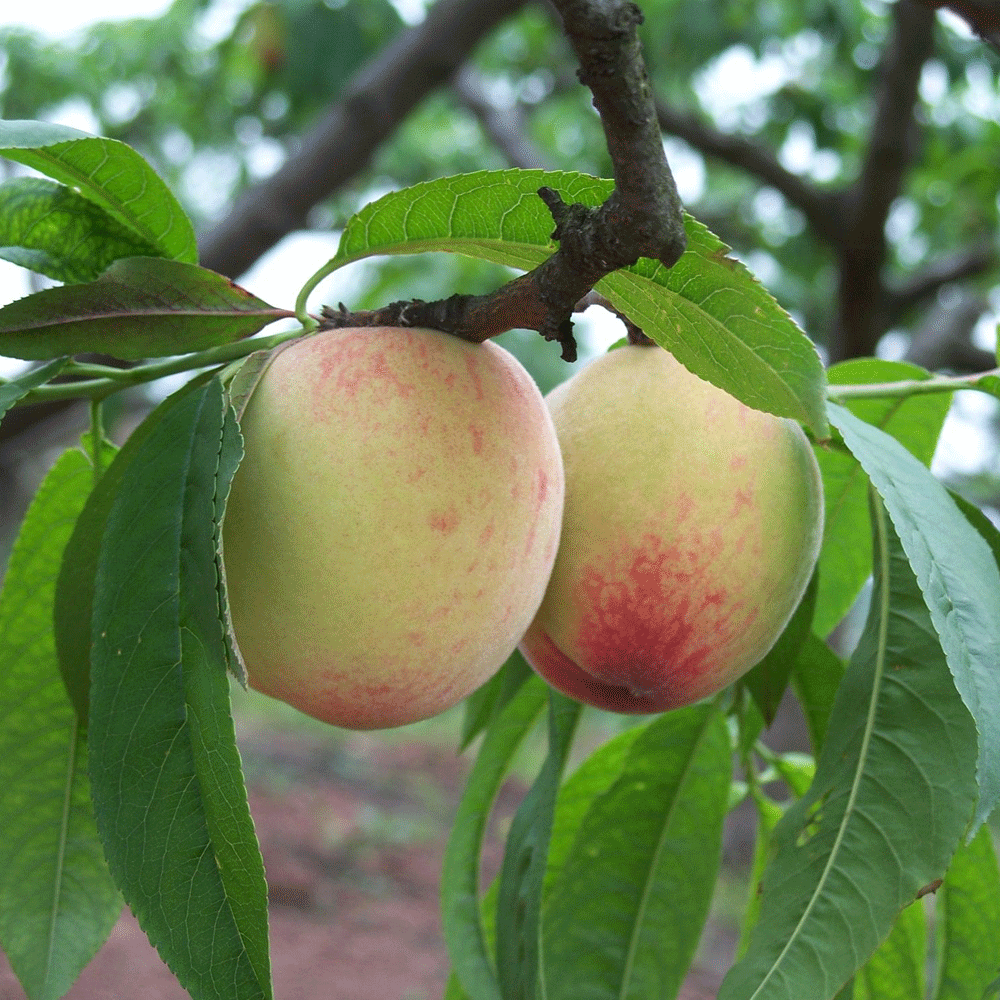 peach seeds 1kg