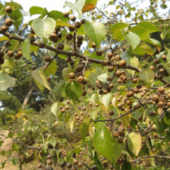 Pyrus betulaefolia seeds