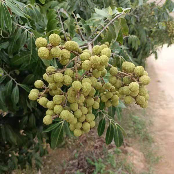 longan seeds