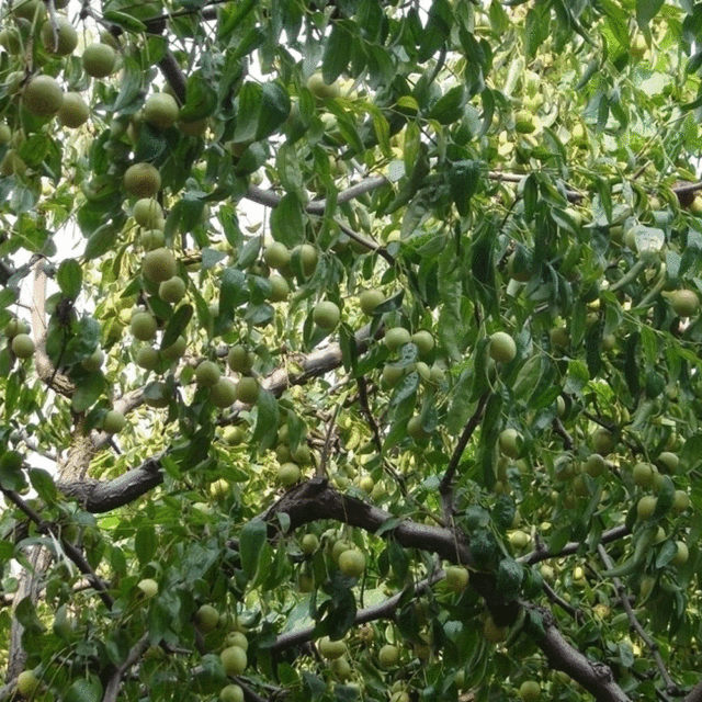 Chinese date seeds 1kg