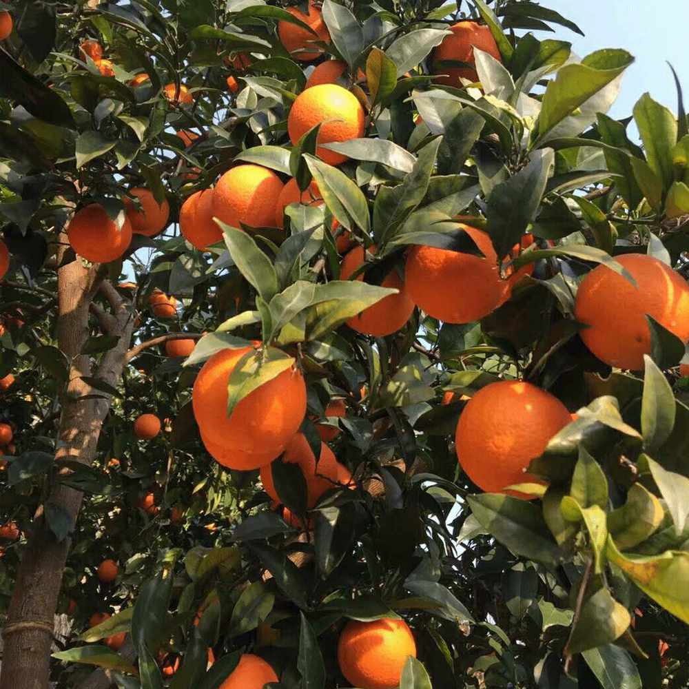 Orango seeds 1kg