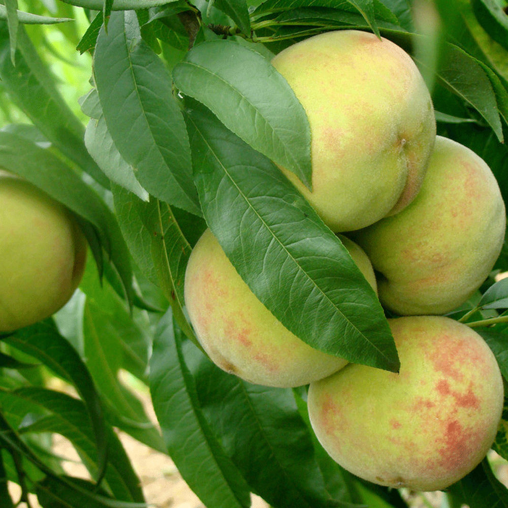 peach seeds 1kg