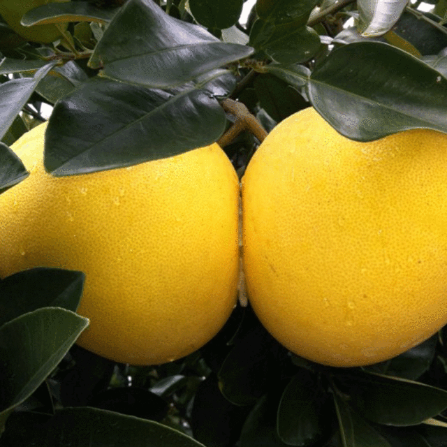 Grapefruit seeds 1kg