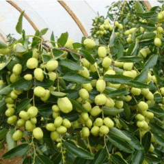 Chinese date seeds 1kg