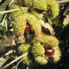 chinese chestnut seeds