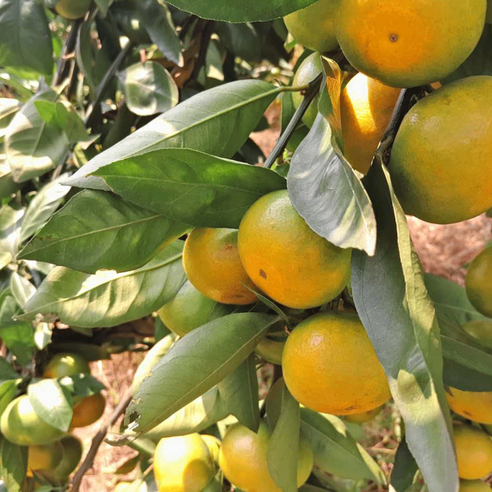 citrus seeds